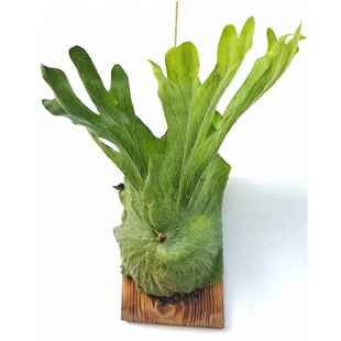 何其美鹿角蕨女王亚洲猴脑蕨银叶二岐稀有鹿角蕨墙面绿象耳鹿角蕨