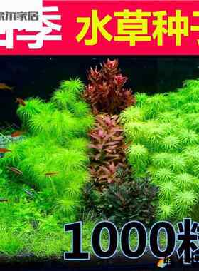 水草种籽鱼缸植物种子懒人造景增氧牛毛前景活体鱼草真草水生水藻
