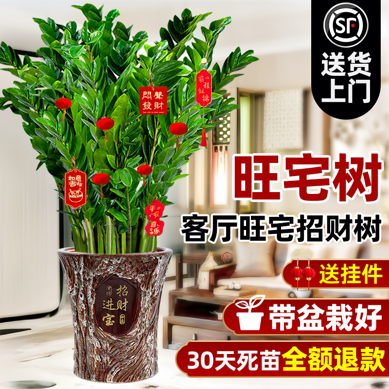 客厅旺宅树金钱树盆栽客厅旺宅真花绿植大型发财树乔迁植物摆件