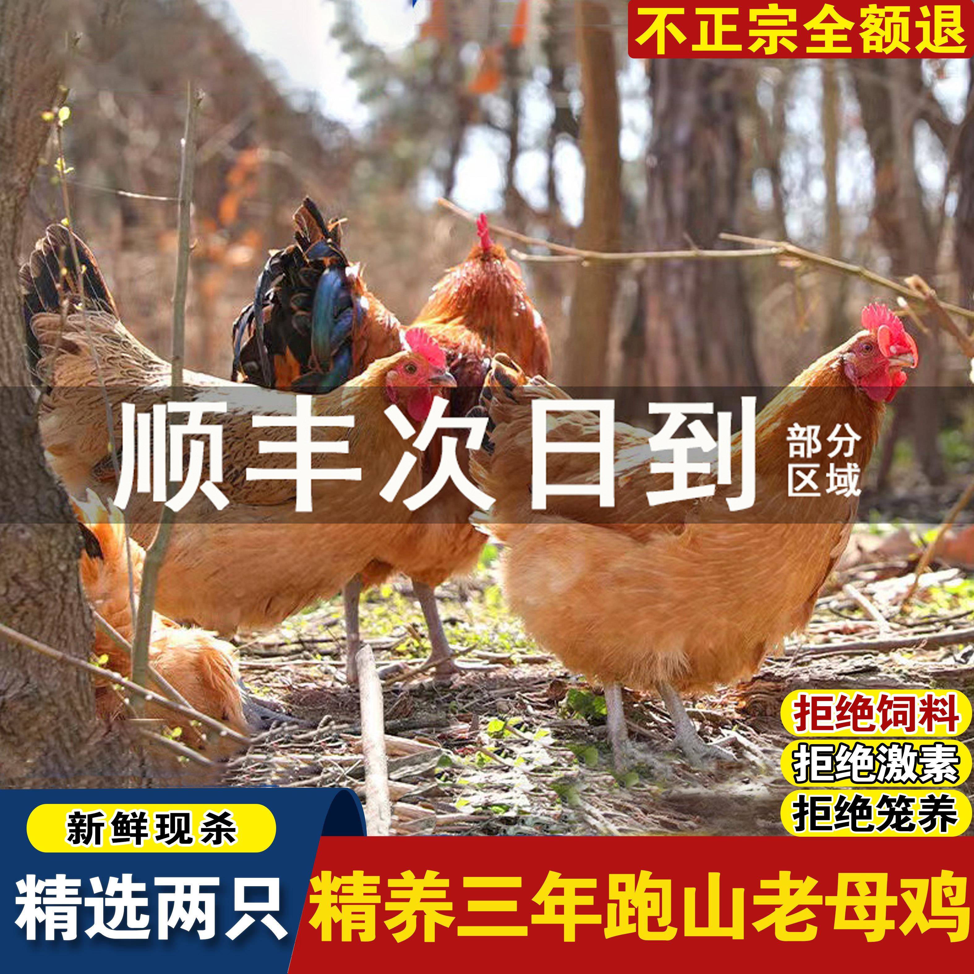 正宗三年以上黄油老母鸡土鸡草鸡孕妇月子鸡走地鸡粮食散养土鸡