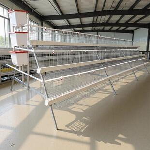 三层四门阶梯蛋鸡笼白食槽鸡舍家用养殖场冷热镀锌A型阶梯蛋鸡笼