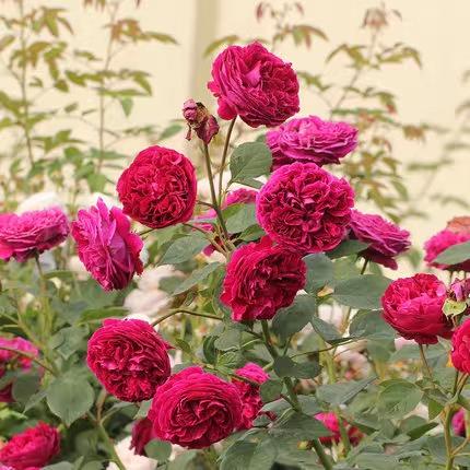 红色藤本月季福斯塔夫一加仑中苗带盆发货包邮包成活