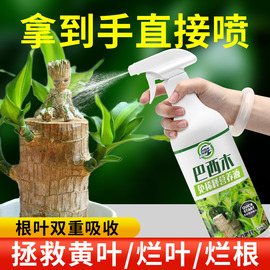 免稀释巴西木专用营养液家用花卉盆栽植物液体肥室内花肥料幸运木