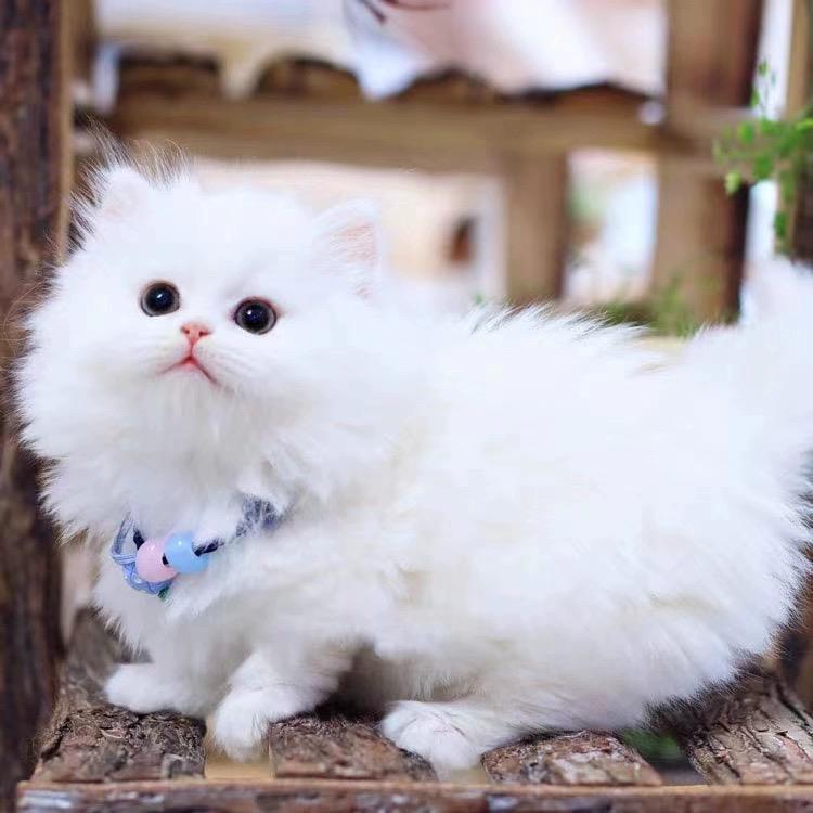 金吉拉幼猫金吉拉猫纯白拿破仑矮脚猫拿破仑猫银点银渐层猫咪活