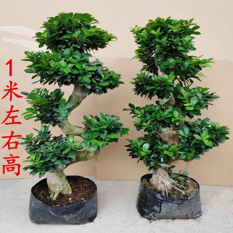 小叶榕树盆栽S造型榕树四季常青好养绿植室外庭院阳台观茎植物