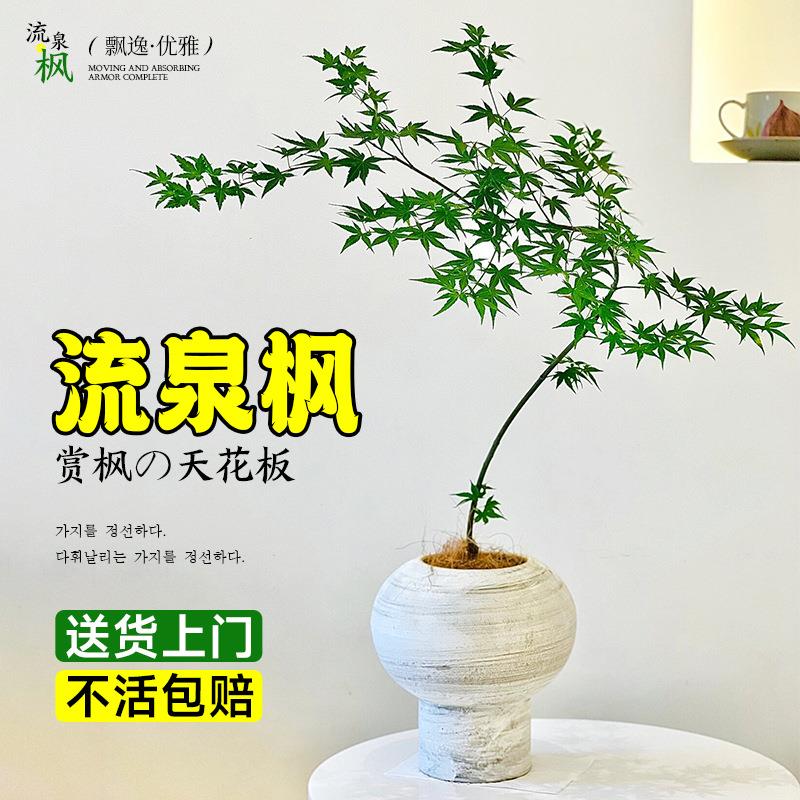 网红日系禅意办公室枫叶流泉枫盆栽绿植书房客厅室内植物七本枫树