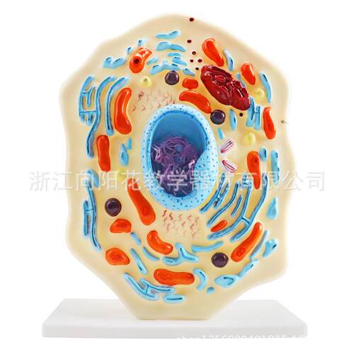 厂家直销3216-2动物细胞模型（大）生物教学系列仪器模型