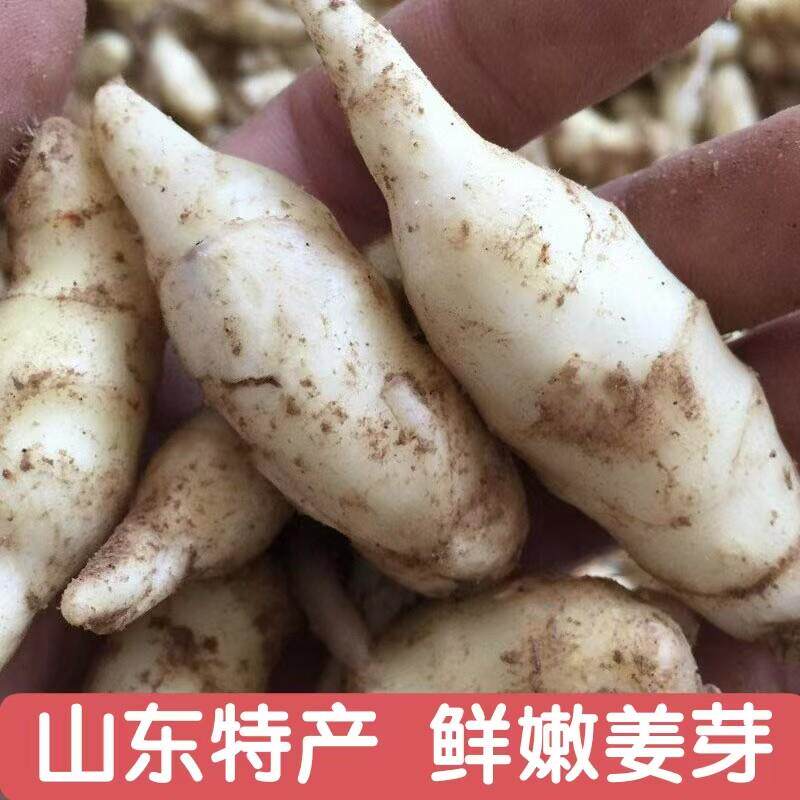 当季新鲜嫩姜 农家现挖红芽仔姜 汁水充足 家庭腌制泡姜糖醋姜