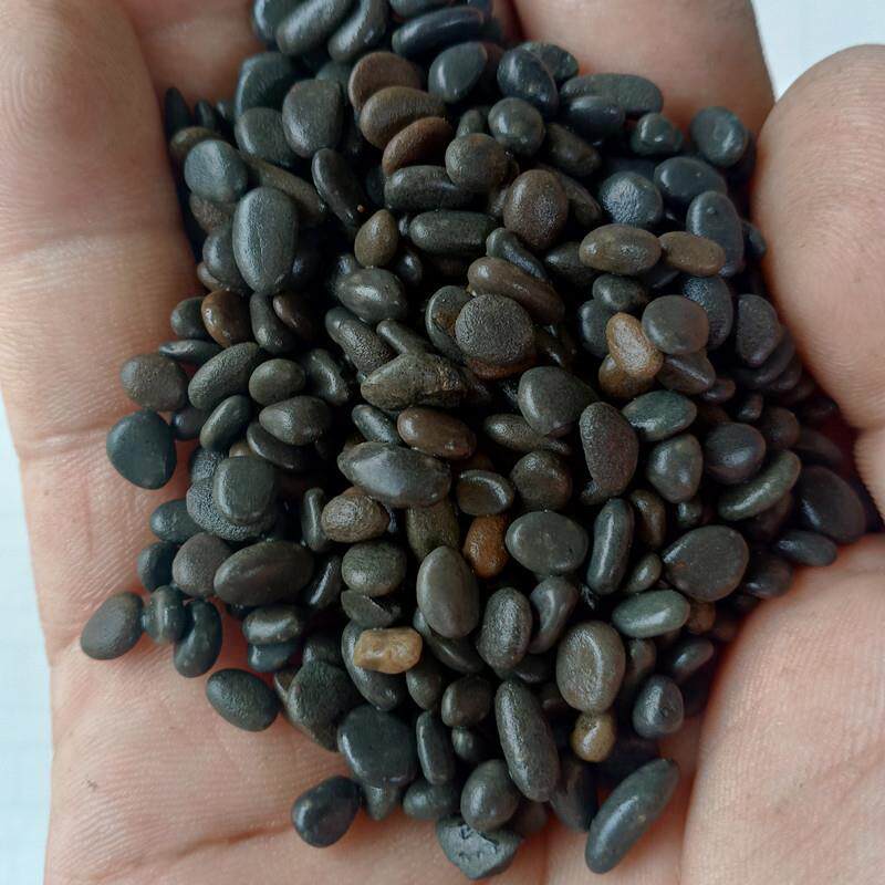 铁胆沙黑工沙巢湖砂溪流砂黑壳虾增色砂（40斤一袋）鱼缸底沙