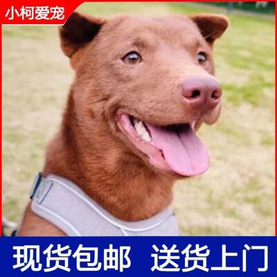 五红犬大型犬广西土猎犬