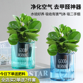 水培豆瓣绿碧玉多肉植物，盆栽四季绿植室内桌面，绿植花卉四季好养