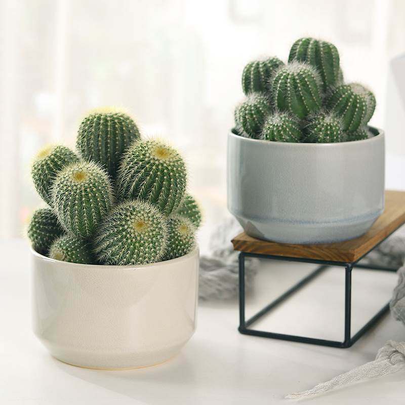 群生多头仙人球盆栽室内多肉植物大颗办公室桌面耐旱稀有绿植好养,鲜花速递/花卉仿真/绿植园艺,绿植,淘宝优惠券,粉丝福利购,淘宝优惠卷