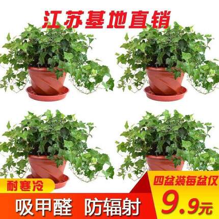 Ivy potted indoor and outdoor plants hanging green plant