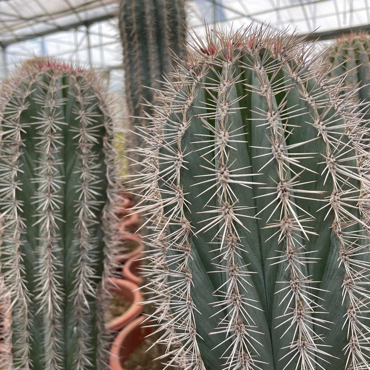 幸福柱大型仙人掌沙漠植物造景耐旱仙人柱一米多高