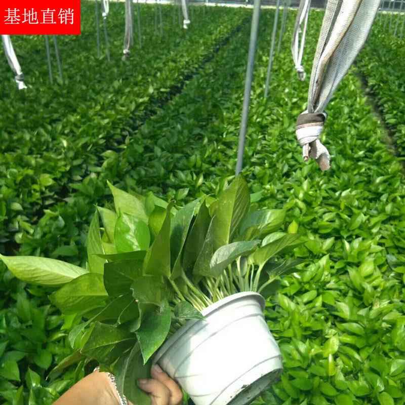 绿萝盆栽花卉室内绿植水培吊兰180大叶绿萝110绿罗植物