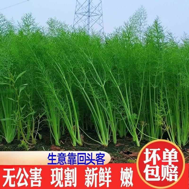 【坏单包赔】小茴香菜新鲜时令绿色蔬菜农家嫩茴香苗大茴香