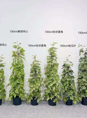 仿真柱状藤胶叶壁挂爬藤装饰植物鸡心藤条番地瓜叶盆栽室内外摆件