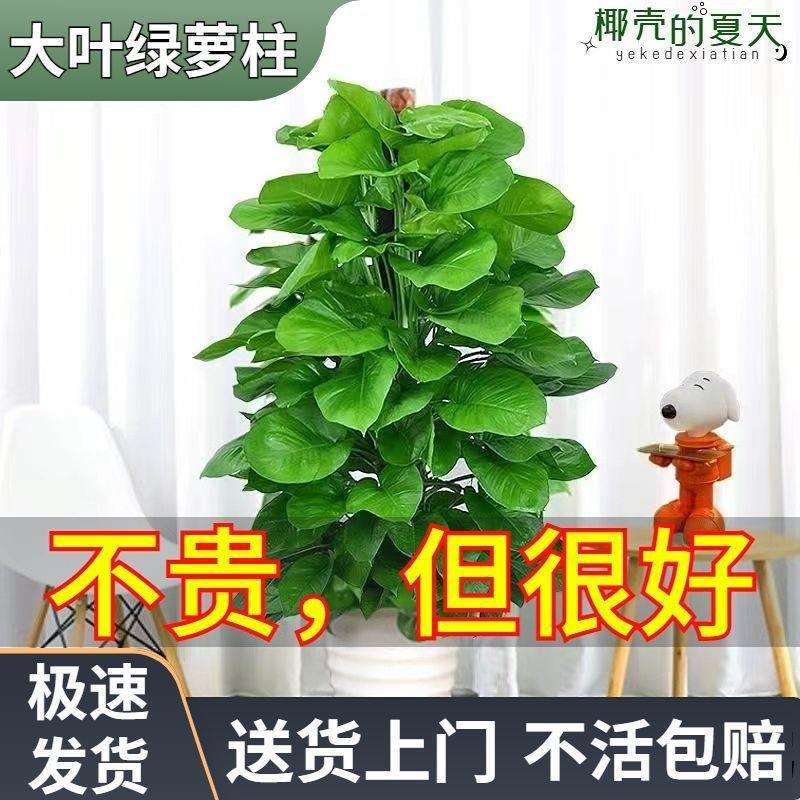 大叶绿萝柱盆栽植物办公室客厅室内四季常青乔迁开业绿植净化空气