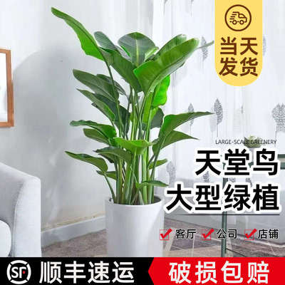 天堂鸟盆栽客厅绿植北欧ins风大型植物室内办公室净化空气鹤望兰