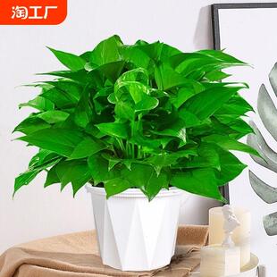 绿萝盆栽除甲醛净化空气室内办公室水培花卉绿植新房家用