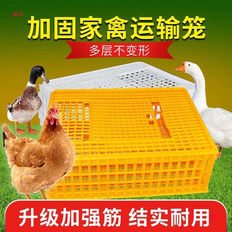加厚鸽鸡鸭鹅家禽运输笼耐老化工程塑料鸡笼周箱筐信鸽子训放飞笼