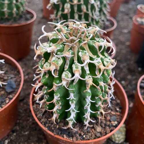 基地8植物麒麟多左右厘米圆柱绿高度肉植批发仙人球