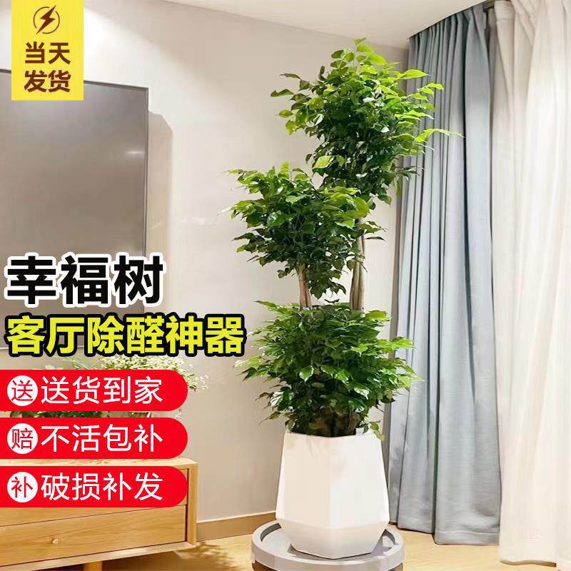 幸福树盆栽室内绿植高杆大型植物绿宝办公室客厅吸甲醛净化空气