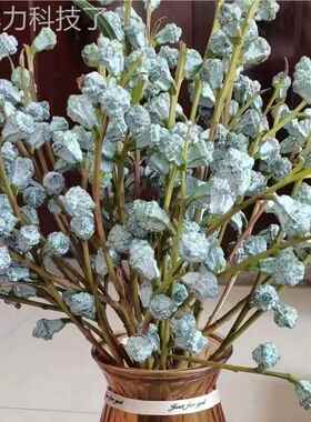 鲜采摘加利果鲜GEC花直批家用新花复古风发花干云南直发昆明尤基