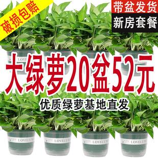 家用新房绿萝盆栽室内植物净化空气绿植客厅长藤垂吊大叶绿箩花卉