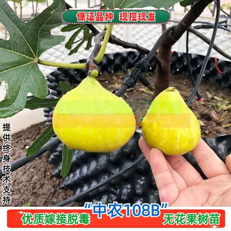 中农108B无花果树苗抗旱抗裂果耐寒无花果苗北南方种植当年结果苗