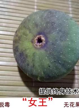 女王无花果树苗Princesa无花果苗盆栽地栽南方北方种植当年结果苗