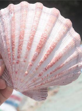 海螺鱼缸造景贝壳彩色大扇贝狮爪贝水族家居装饰手工相框生态瓶材