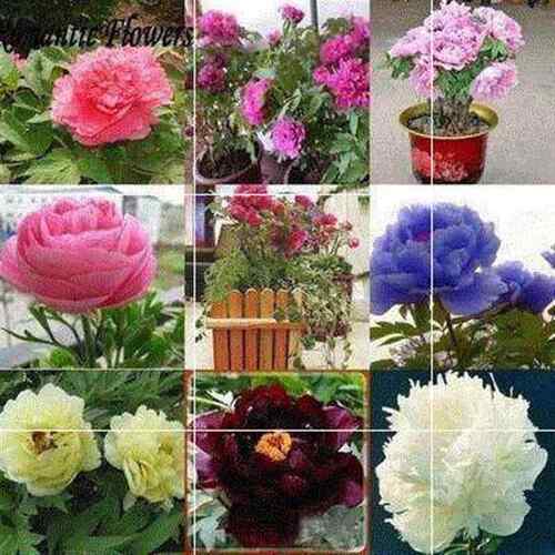 Peony Seeds, Potted Seed, Peony Flower Seed Garden Plants, P