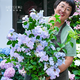 海蒂的花园绣球花苗逃跑新娘丰花可垂吊阳台庭院花卉植物盆栽花苗