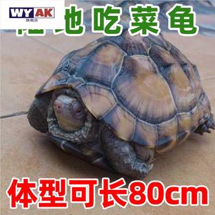 罕见宠物陆地巨型草龟吃菜龟特大乌龟活物大型长寿认主下蛋小龟苗