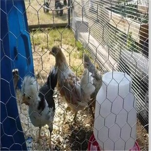 现货供应婚庆六角网养殖网工艺插花吊顶花艺镀锌六角铁丝网拧花网