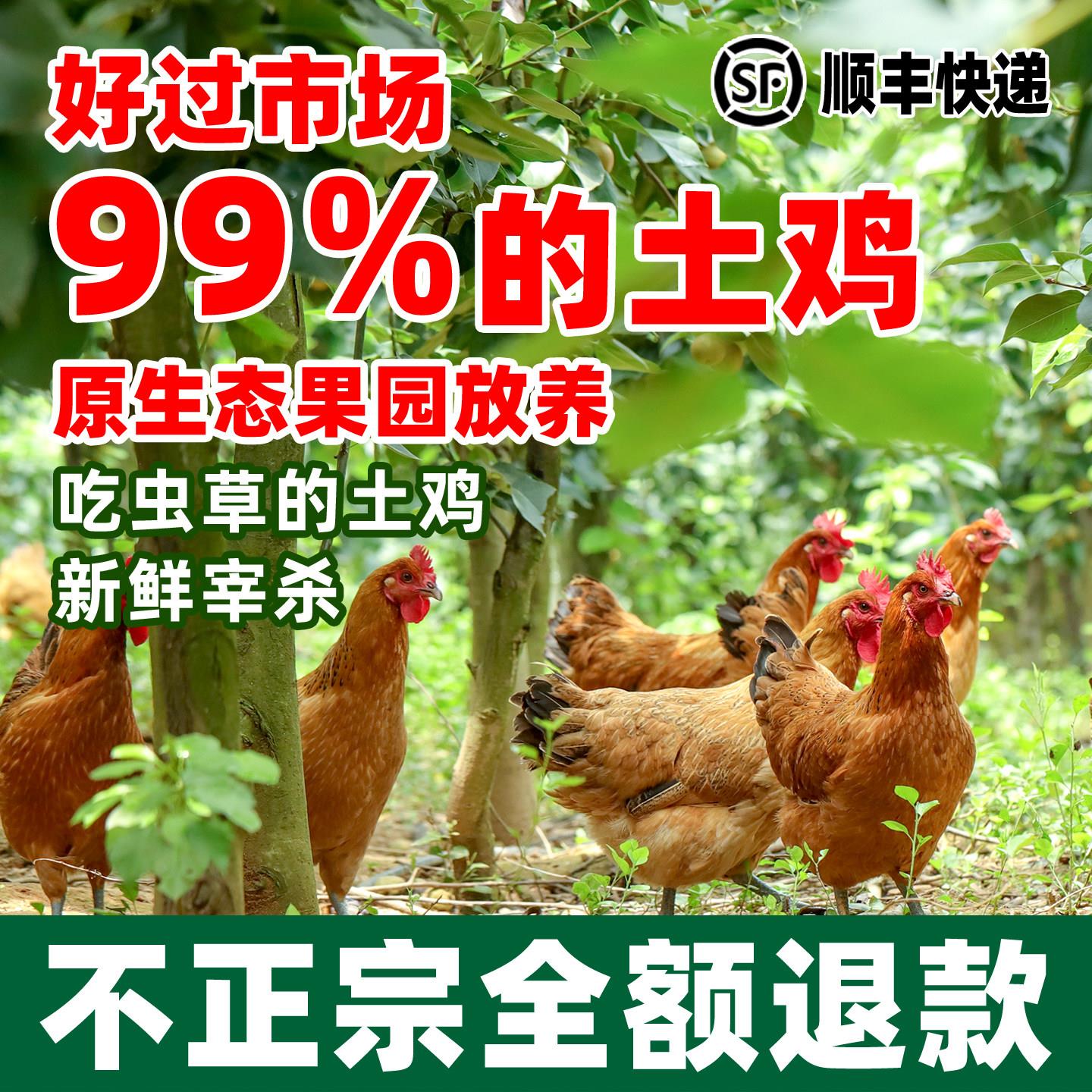 老母鸡土鸡农家散养草鸡柴鸡新鲜活鸡新鲜笨鸡农村走地跑山鸡整祇