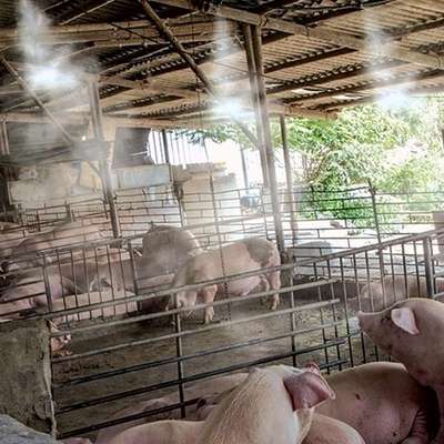 高配新款猪牛羊鸡鸭鹅场舍养殖喷雾降温设备高压雾化喷头套装系统