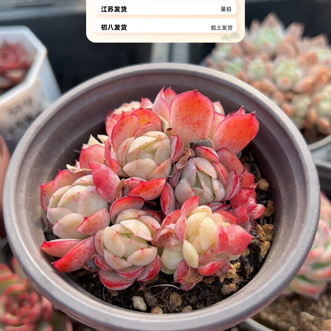 胭脂贝瑞手捧花411