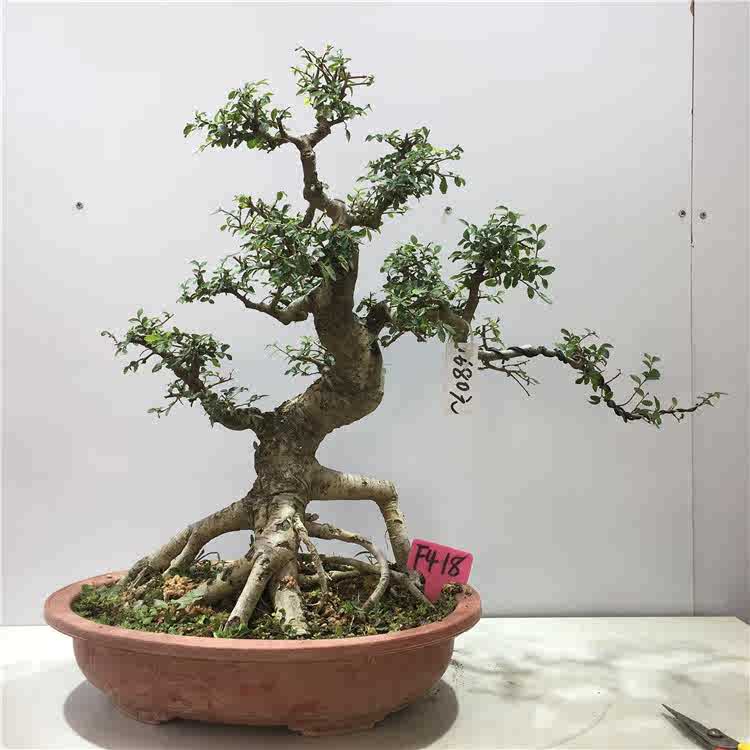 榆树盆景植物老桩黄杨雀梅庭院造型红芽小叶耐寒耐热好养高档盆栽
