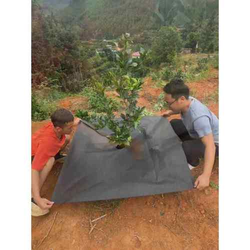 防草布除草农用果园地布果树打孔盖草布黑地膜遮草地布耐用生态