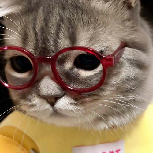 猫眼镜狗狗墨镜小型网红宠物猫太阳镜宠物搞怪装饰拍照道具小物件