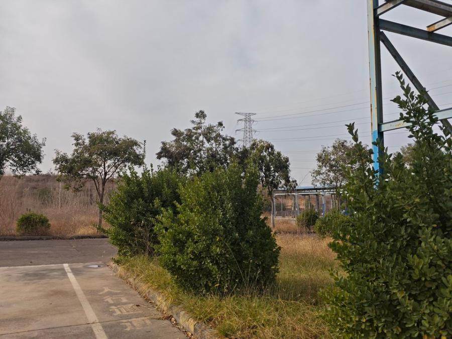 2月2日济源林木资产网络拍卖公告