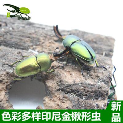 印尼金锹甲虫活体成虫幼虫兜虫大兜锹甲独角仙花金龟战神毛象甲虫
