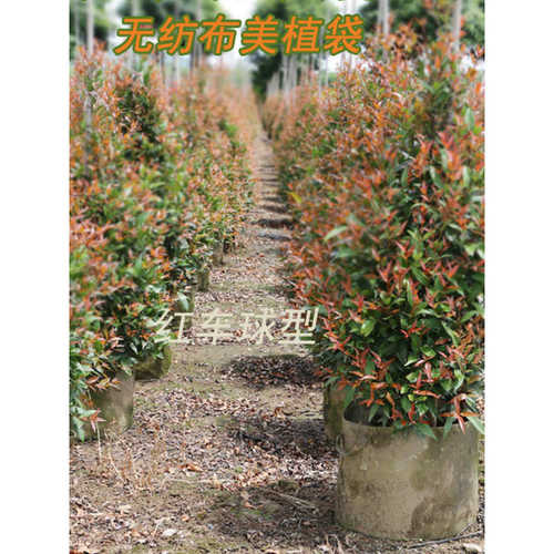 工厂直销美植袋植树袋 控根器无纺布育苗袋营养袋 苗木种植袋加厚