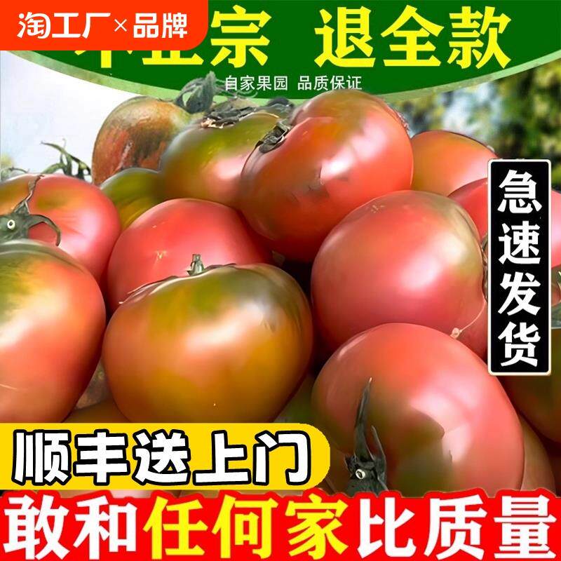 东北特产铁皮草莓柿子碱地新鲜水果应季时令绿腚西红柿即食番茄