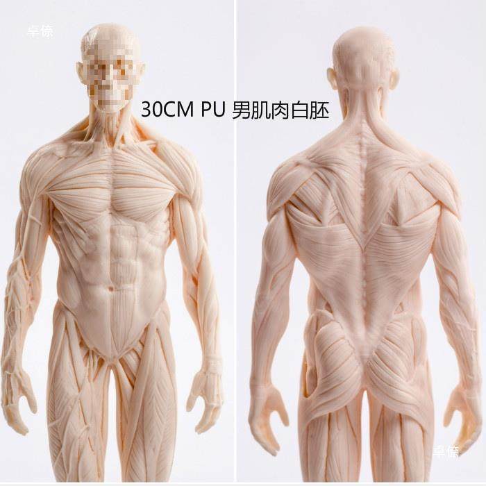 人体脏结构模型学生画临摹人塑体雕CG参考893内模绘型静物体肌肉