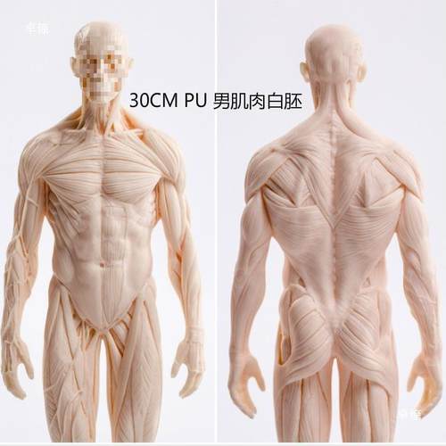 人体脏结构模型学生画临摹人塑体雕CG参考893内模绘型静物体肌肉