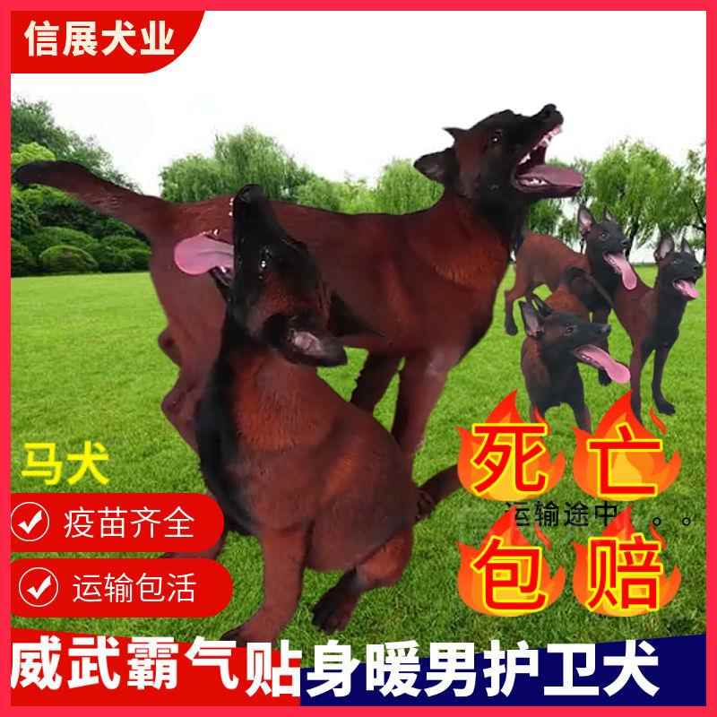 纯种马犬纯种幼犬双血统爆红正宗包邮护卫犬警犬网红看家庭护院犬