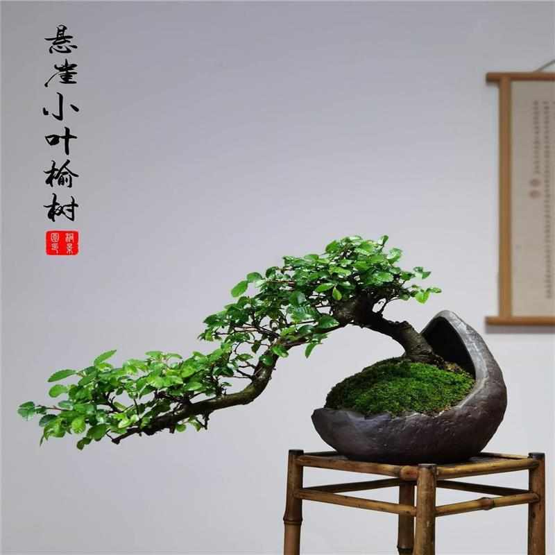 禅意榆树盆景室内悬崖邻水老桩造型绿植清香木茶台茶室摆放盆栽